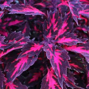 Coleus scutellarioides 'Stained Glassworks Royalty'