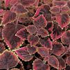 Coleus scutellarioides 'Stained Glassworks Trailing Plum'