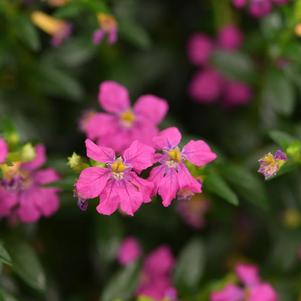 Cuphea hyssopifolia 'Floriglory Diana'