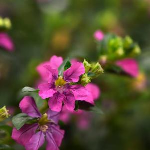 Cuphea hyssopifolia 'Floriglory Selena'