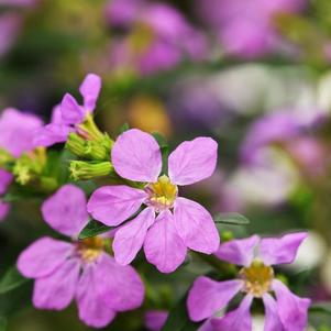 Cuphea hyssopifolia 'Floriglory Sofia'