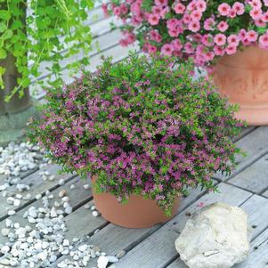 Cuphea hyssopifolia 'Pink'