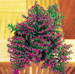 Cuphea hyssopifolia 'Purple'