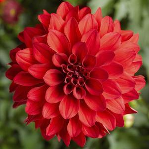 Dahlia hybrida 'Grandalia Red'