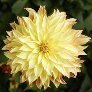 Dahlia hybrida 'Grandalia Sunny Flame'