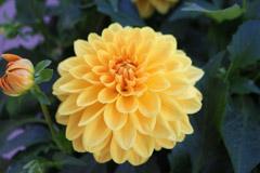 Dahlia hybrida 'Hypnotica Gold'