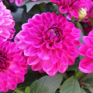 Dahlia hybrida 'Hypnotica Pink Bicolor'