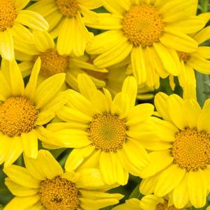 Argyranthemum frutescens 'Golden Butterfly'