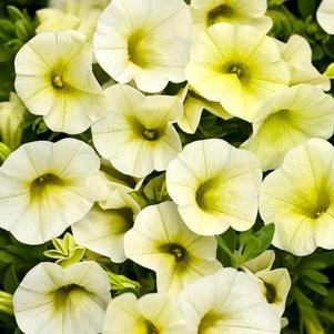 Calibrachoa hybrida 'Superbells Yellow Chiffon'