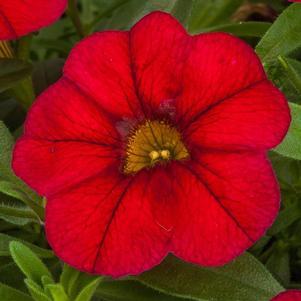 Calibrachoa hybrida 'Callie Dark Red'