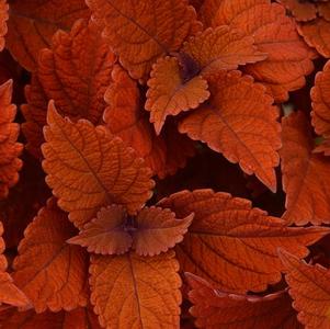 Coleus scutellarioides 'Inferno'