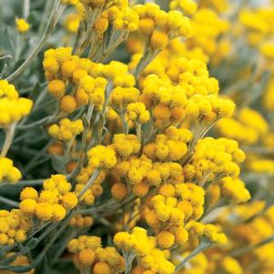 Chrysocephalum apiculatum 'Flambe Yellow'