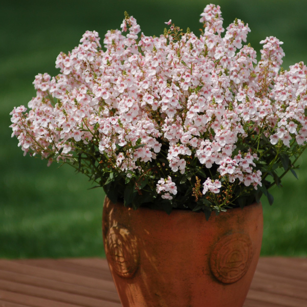 Diascia barberae 'Sundiascia Upright Blush White'