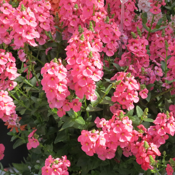 Diascia barberae 'Sundiascia Upright Bright Pink'