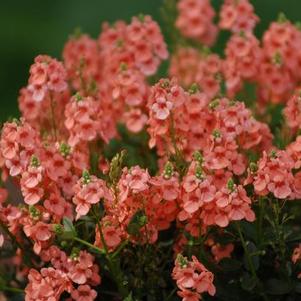 Diascia barberae 'Sundiascia Upright Peach'