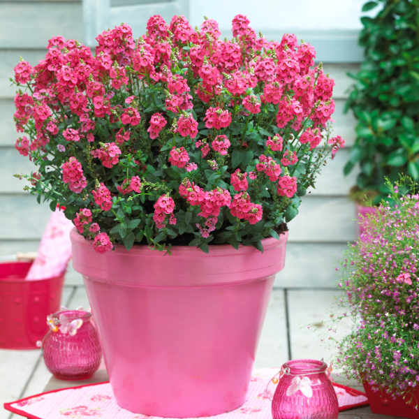 Diascia barberae 'Sundiascia Upright Rose Pink'