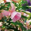 Fuchsia hybrid 'Standup Pink'