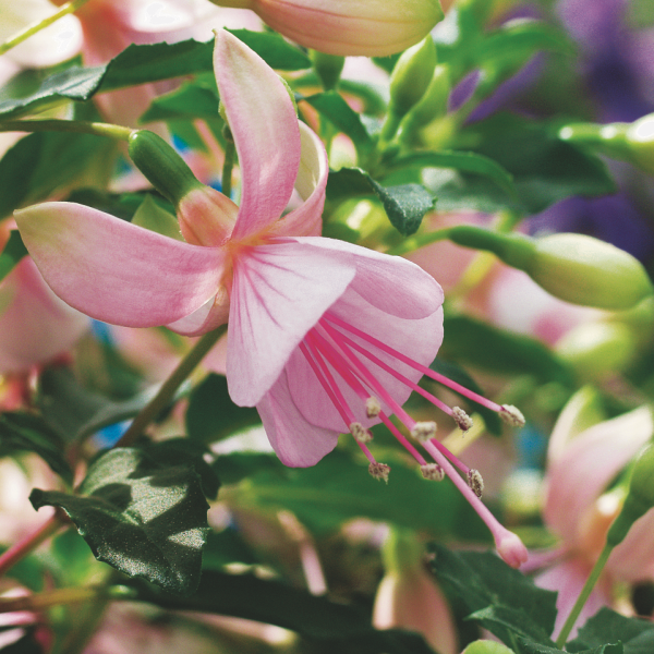 Fuchsia hybrid 'Standup Pink'