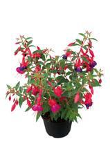 Fuchsia hybrid 'Standup Red/Lilac'