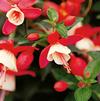 Fuchsia hybrid 'Standup Red/White'