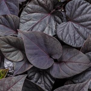 Ipomoea batatas 'Sweet Caroline Sweet Heart Jet Black'