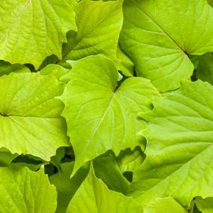 Ipomoea batatas 'Sweet Caroline Bewitched Green with Envy'