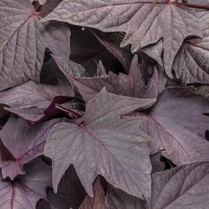 Ipomoea batatas 'Sweet Caroline Bewitched After Midnight'
