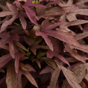 Sweet Potato Vine