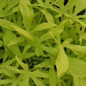 Ipomoea batatas 'Spotlight Lime'