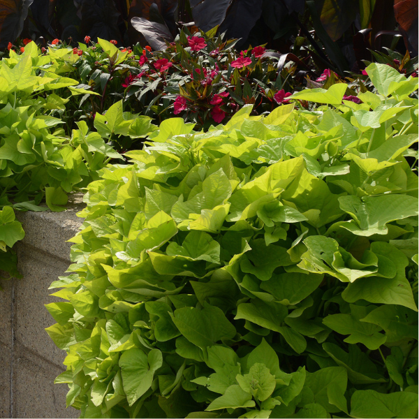 Ipomoea batatas 'Marquerite'