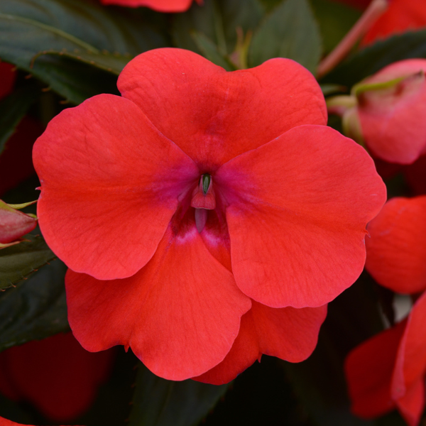 Impatiens interspecific 'Bounce Bright Coral'