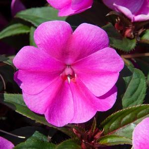 Impatiens interspecific 'Big Bounce Lavender Flame'