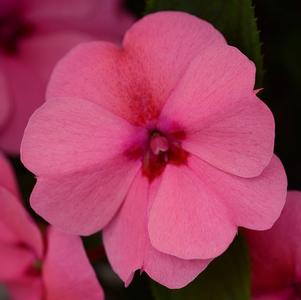 Impatiens interspecific 'Big Bounce Pink'