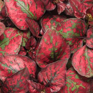 Hypoestes phyllostachya 'Hippo Red Imp'