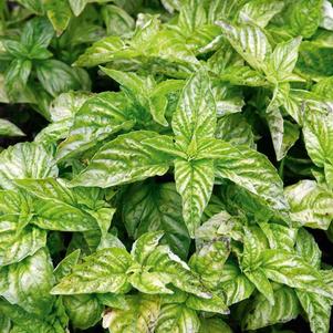 Herb Basil 'Greek Columnar'