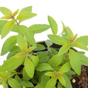 Herb lippia citriodora 'Lemon Verbena Lippia Citrus'