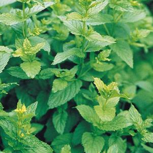 Herb mentha x piperita 'Mint Peppermint'