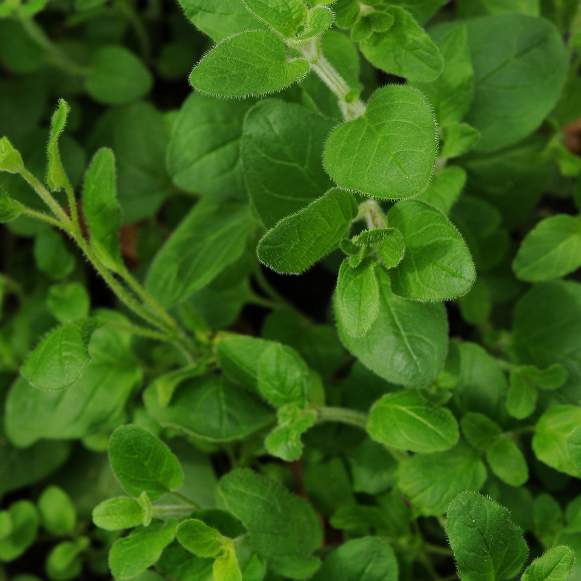 Herb origanum vulgare 'Oregano Italian'