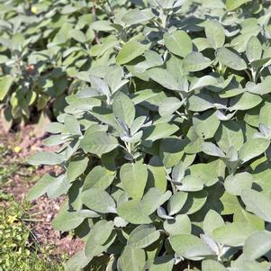 Herb salvia officinalis 'Salvia Berggarten Sage'