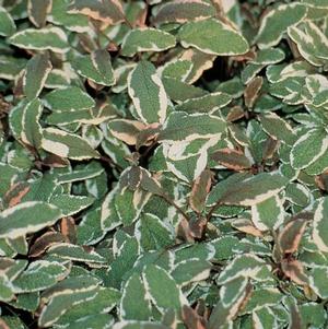 Herb salvia officinalis 'Salvia Tricolor Sage'