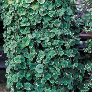 Glechoma hederacea 'Variegata'