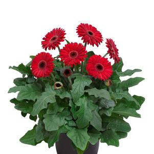 Gerbera jamesonii 'Patio Sedona'