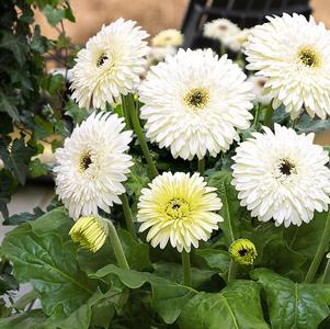 Gerbera jamesonii 'Patio Glacier'