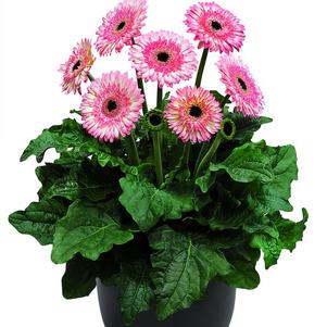 Patio Gerbera