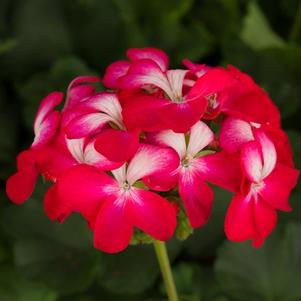 Geranium Zonal pelargonium zonale 'Tango Bicolor Cherry'