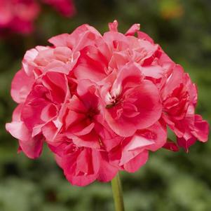 Geranium Zonal pelargonium zonale 'Americana Hot Pink'