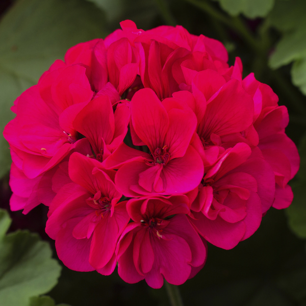 Geranium Zonal pelargonium zonale 'Calliope Large Magenta'