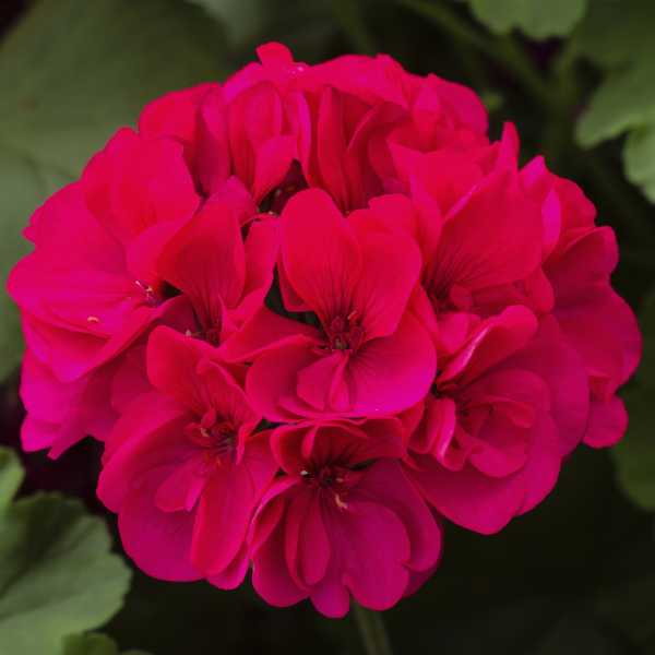 Geranium Interspecific pelargonium interspecific 'Calliope Large Magenta'