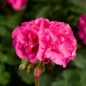 Geranium Interspecific pelargonium interspecific 'Calliope Large Pink'