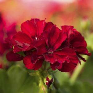 Geranium Interspecific pelargonium interspecific 'Calliope Medium Burgundy'